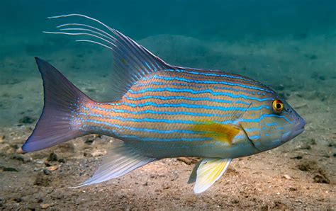 chinaman fish|Symphorus nematophorus .
